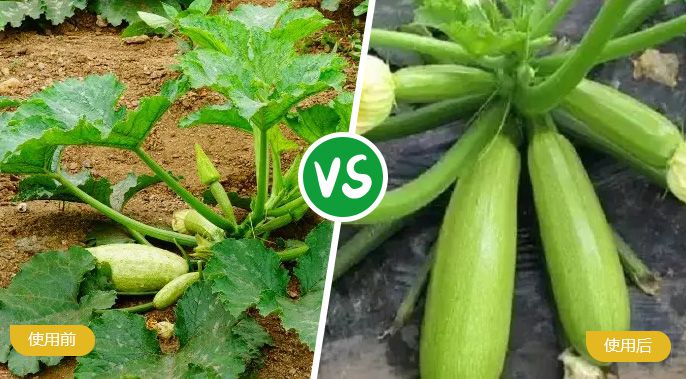 西葫芦施着色叶面肥后植株兴旺，，，，，，，果实饱满