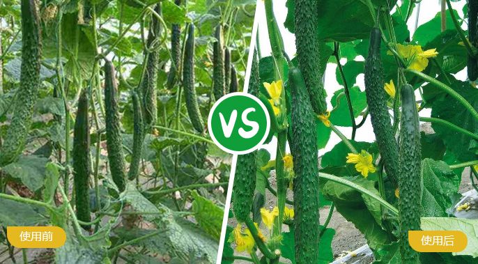 黄瓜施着色叶面肥后产量提高，，，，，，，品质好