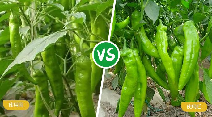 辣椒施着色叶面肥后着色匀称，，，，，，，辣椒肥厚