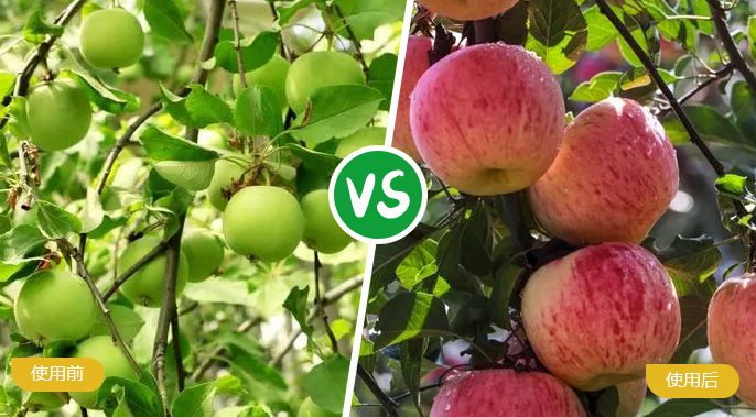苹果施着色叶面肥后着色匀称，，，，，，，甜度高