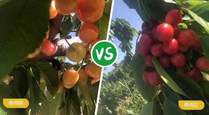 樱桃施着色叶面肥后着色匀称，，，，，，，甜度高