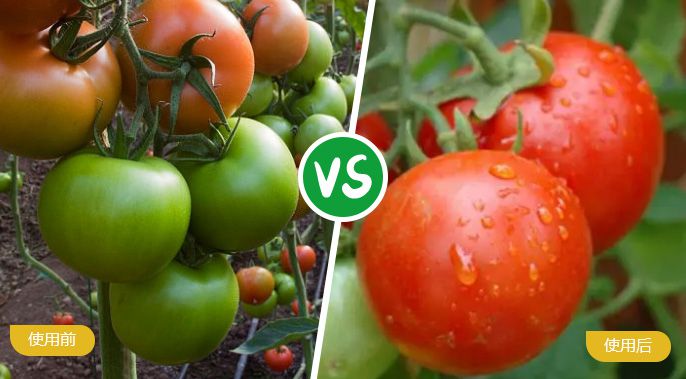西红柿施着色叶面肥后着色匀称，，，，，，，甜度高