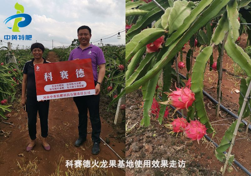 火龙果用科赛德黄腐酸钾复合肥个大匀称,我就信任它